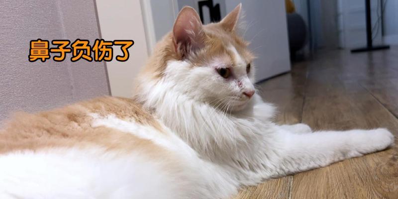 为什么猫咪鼻子会发红（探究猫咪鼻子发红的原因和治疗方法）