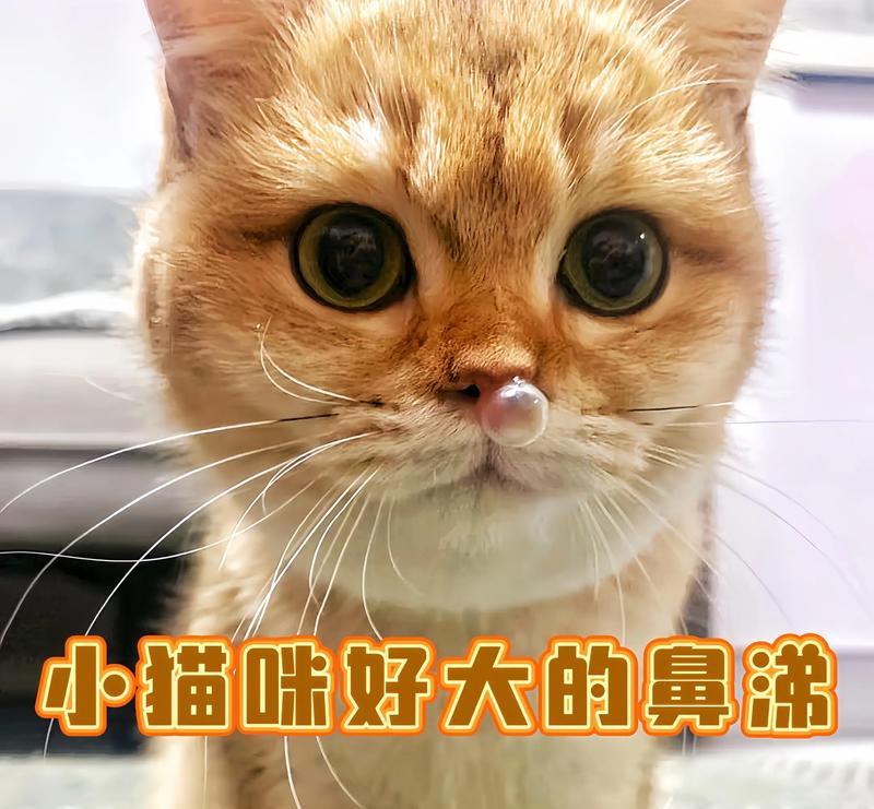 为什么猫咪鼻子会发红（探究猫咪鼻子发红的原因和治疗方法）
