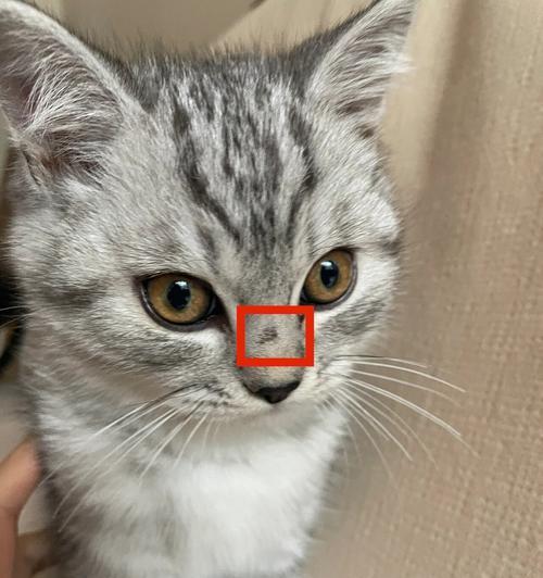 为什么猫咪鼻子会发红（探究猫咪鼻子发红的原因和治疗方法）