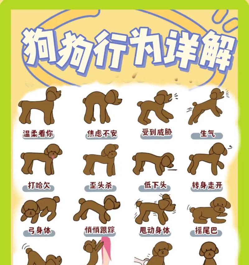 狗狗坐着睡觉，你知道原因吗（探究狗狗坐着睡觉的背景和相关因素）