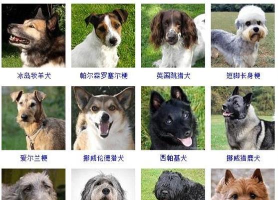 适合小空间养宠的狗狗品种比较(以小爱家狗品种为主) 适合小空间养宠的狗狗品种比较(以小爱家狗品种为主)