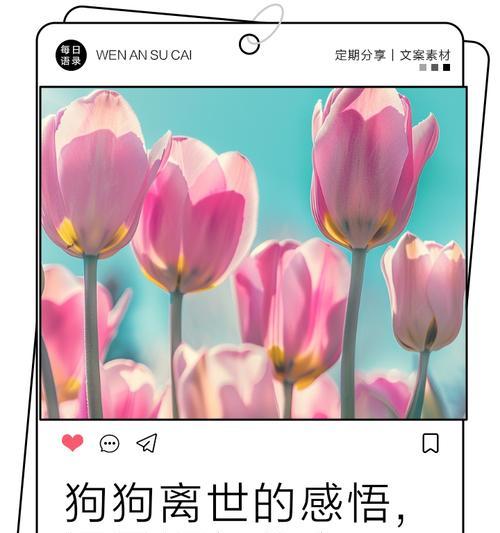 狗狗临死前最希望什么（宠物的最后期待与主人的不舍）