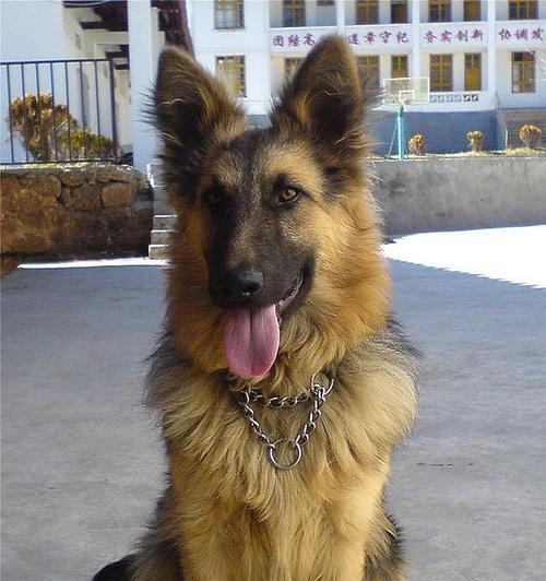 探秘昆明犬(一只温顺忠诚的宠物犬) 探秘昆明犬(一只温顺忠诚的宠物犬)