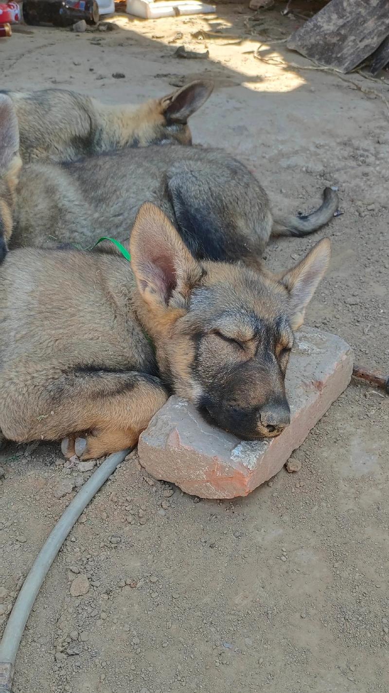 探秘昆明犬(一只温顺忠诚的宠物犬) 探秘昆明犬(一只温顺忠诚的宠物犬)