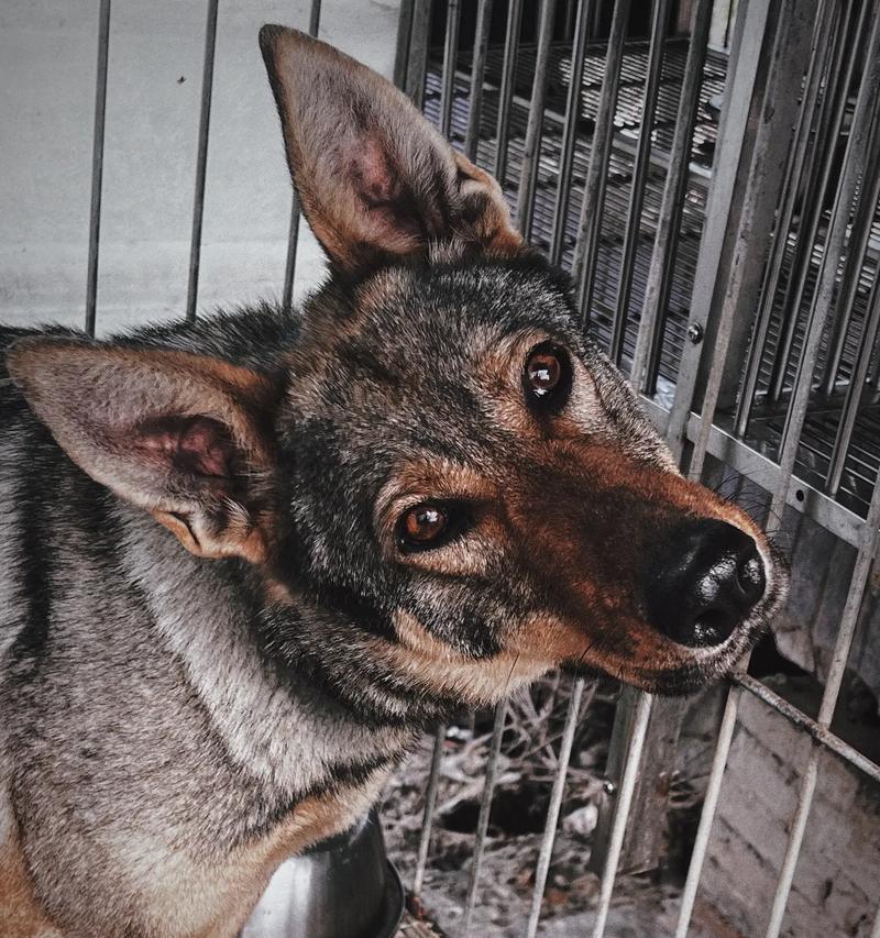 探秘昆明犬(一只温顺忠诚的宠物犬) 探秘昆明犬(一只温顺忠诚的宠物犬)