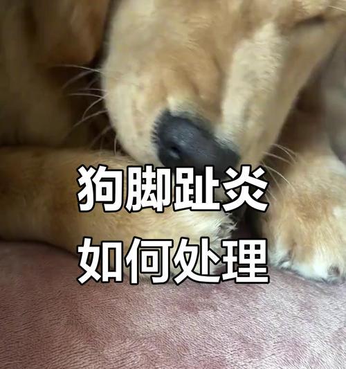 金毛狗狗脚趾发炎的治疗与护理（宠物爱好者必看）