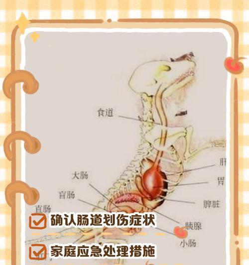 狗狗食欲亢进，拉血怎么办（宠物爱吃）