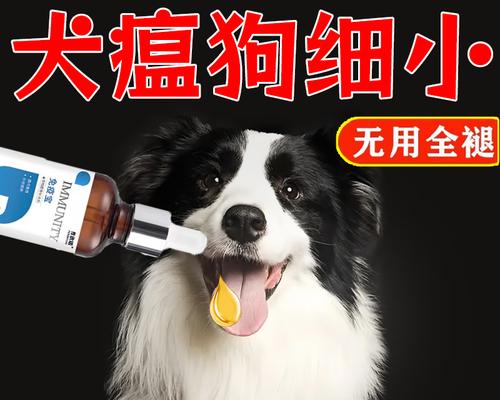 狗狗食欲亢进,拉血怎么办(宠物爱吃) 狗狗食欲亢进,拉血怎么办(宠物爱吃)