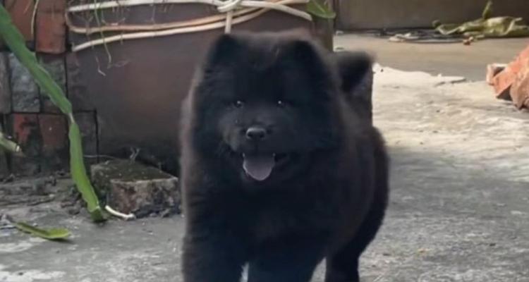 以科学角度探究黑色狗狗是否具有抗疫能力(以科学角度探究黑色狗狗是否具有抗疫能力) 以科学角度探究黑色狗狗是否具有抗疫能力(以科学角度探究黑色狗狗是否具有抗疫能力)