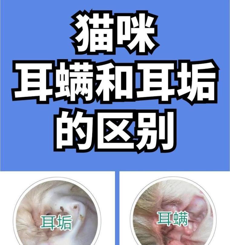 小猫耳朵的清洁方法(宠物的健康需要我们的关注) 小猫耳朵的清洁方法(宠物的健康需要我们的关注)