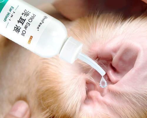 小猫耳朵的清洁方法(宠物的健康需要我们的关注) 小猫耳朵的清洁方法(宠物的健康需要我们的关注)