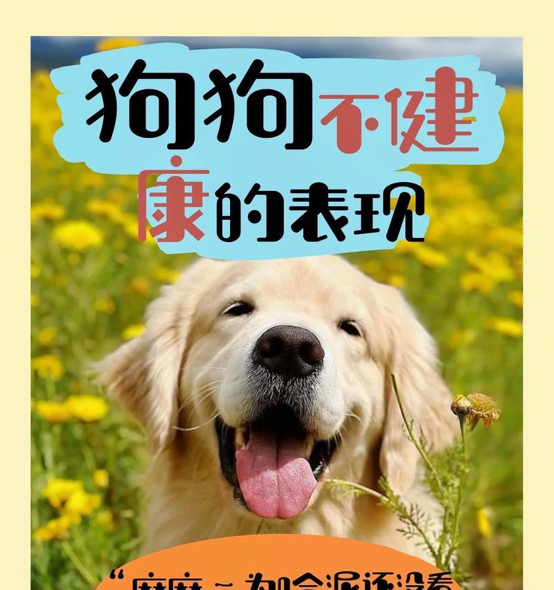 探寻最健康的犬种(以宠物为主) 探寻最健康的犬种(以宠物为主)