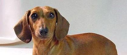 探寻最健康的犬种（以宠物为主）