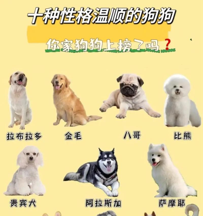 探寻最健康的犬种(以宠物为主) 探寻最健康的犬种(以宠物为主)