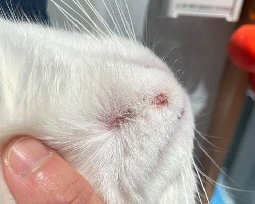 宠物小猫头顶痘痘的原因及治疗方法(解析小猫头顶痘痘的成因) 宠物小猫头顶痘痘的原因及治疗方法(解析小猫头顶痘痘的成因)