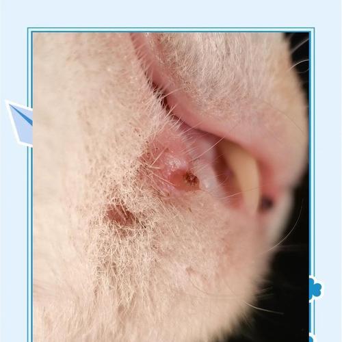 宠物小猫头顶痘痘的原因及治疗方法（解析小猫头顶痘痘的成因）