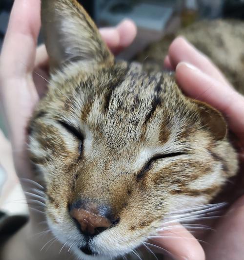 宠物小猫头顶痘痘的原因及治疗方法(解析小猫头顶痘痘的成因) 宠物小猫头顶痘痘的原因及治疗方法(解析小猫头顶痘痘的成因)