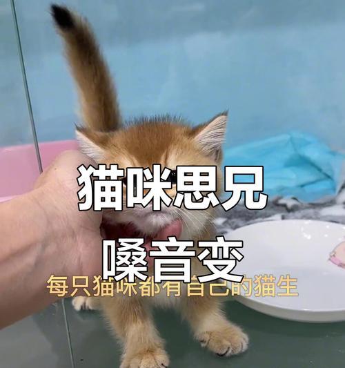 猫咪喉咙哑了不吃东西怎么办（解决猫咪哑嗓子不吃东西的方法和注意事项）