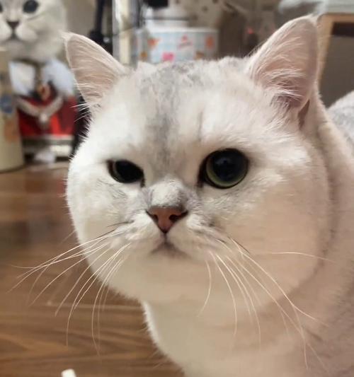 猫咪喉咙哑了不吃东西怎么办(解决猫咪哑嗓子不吃东西的方法和注意事项) 猫咪喉咙哑了不吃东西怎么办(解决猫咪哑嗓子不吃东西的方法和注意事项)