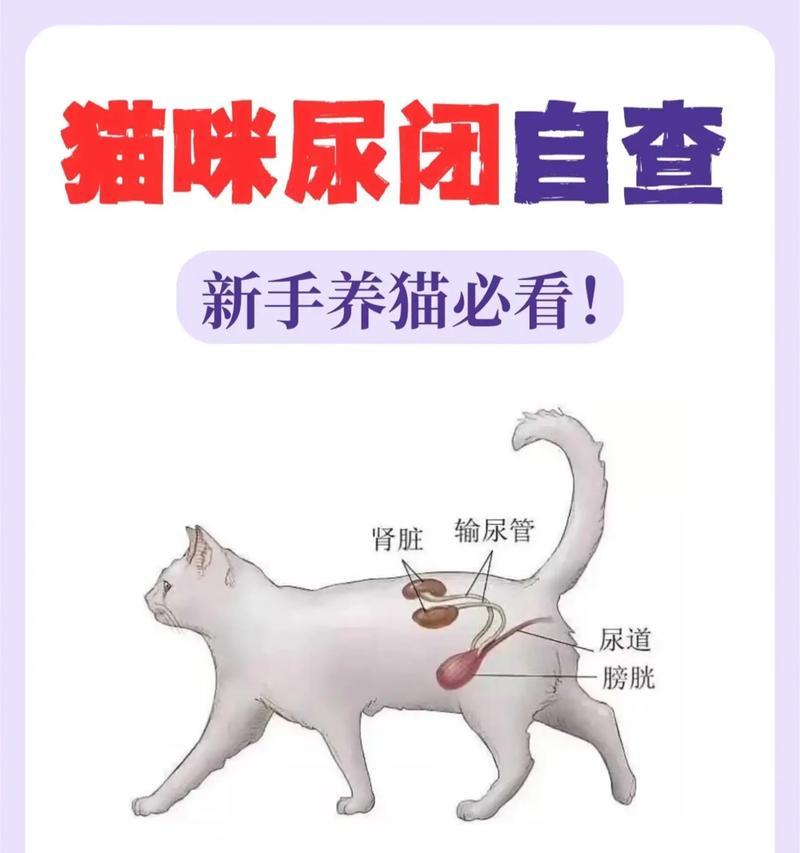 训练小猫使用猫砂拉尿的技巧(让你的宠物爱上猫砂) 训练小猫使用猫砂拉尿的技巧(让你的宠物爱上猫砂)
