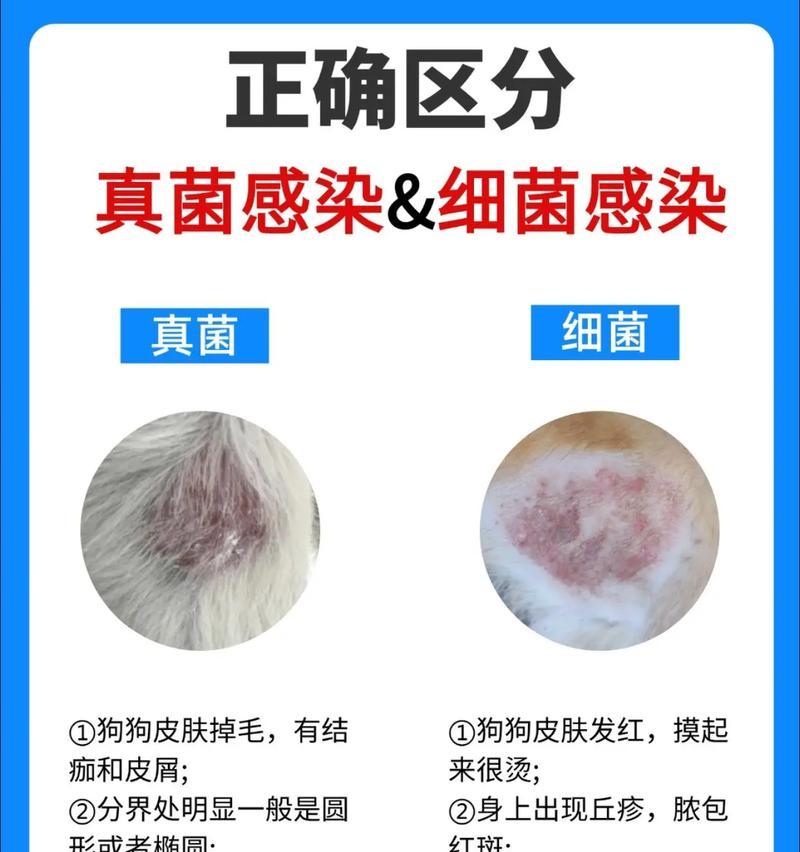 成年泰迪狗皮肤起皮痒的解决方法（宠物爱护必备）
