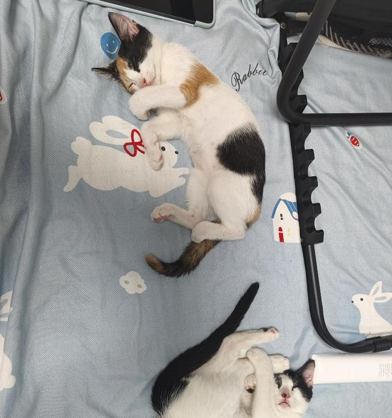 小奶猫睡姿揭秘(从睡觉的方式看你的小猫咪心情如何) 小奶猫睡姿揭秘(从睡觉的方式看你的小猫咪心情如何)