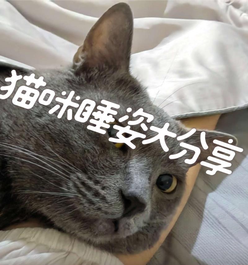 小奶猫睡姿揭秘（从睡觉的方式看你的小猫咪心情如何）