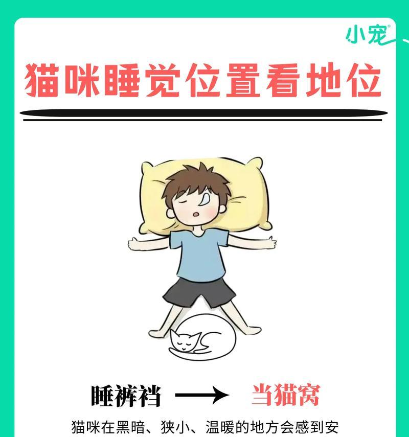 小奶猫睡姿揭秘(从睡觉的方式看你的小猫咪心情如何) 小奶猫睡姿揭秘(从睡觉的方式看你的小猫咪心情如何)