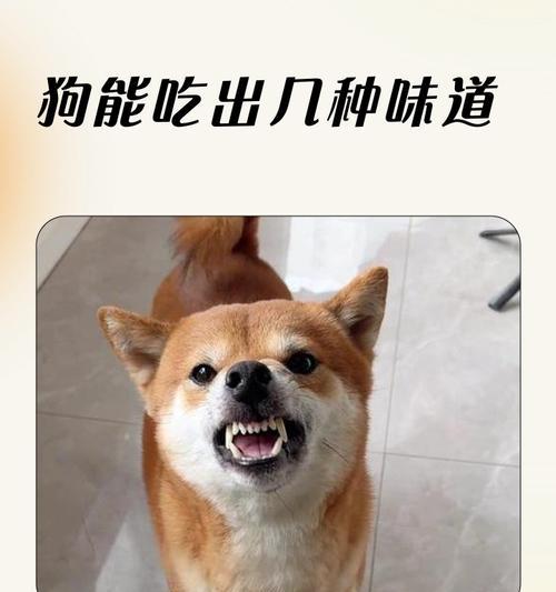 教你如何让小狗遵循饮食规定（解决小狗不让碰食物的烦恼）