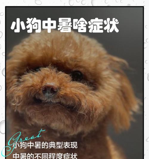 宠物狗食物中毒——如何避免及应对（预防胜于治疗）