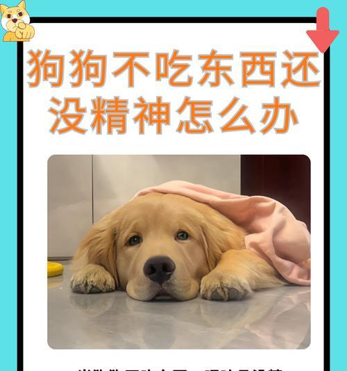 宠物狗食物中毒——如何避免及应对(预防胜于治疗) 宠物狗食物中毒——如何避免及应对(预防胜于治疗)