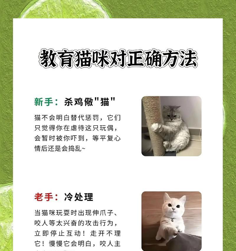 如何抚养被母猫抛弃的小猫（宠物爱好者必备的小猫抚养指南）