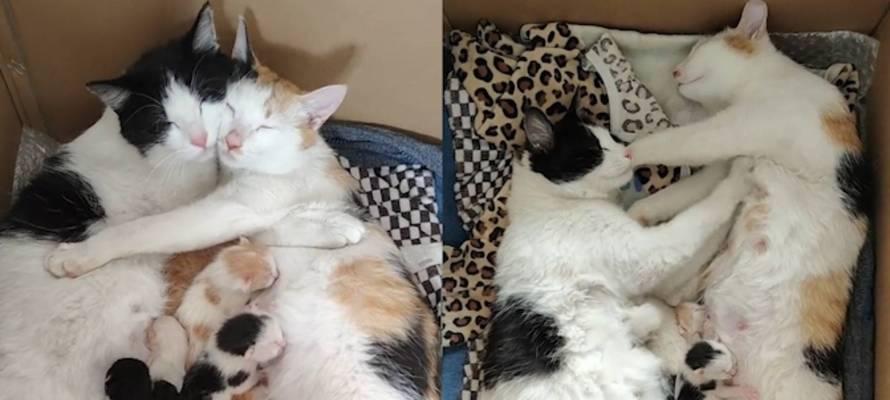 如何抚养被母猫抛弃的小猫（宠物爱好者必备的小猫抚养指南）