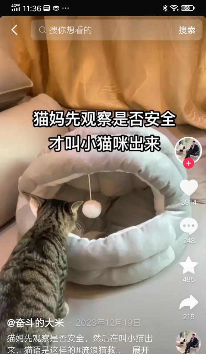 如何抚养被母猫抛弃的小猫（宠物爱好者必备的小猫抚养指南）