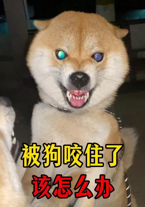 狗狗乱咬人怎么办（训练技巧教你应对狗狗乱咬问题）