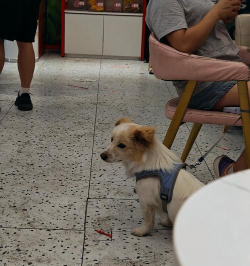 狗狗哭灵异事件揭秘(探究狗狗灵异现象背后的原因) 狗狗哭灵异事件揭秘(探究狗狗灵异现象背后的原因)