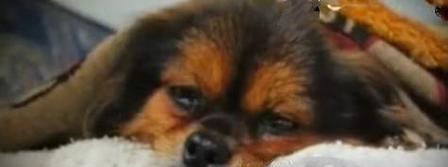 狗狗哭灵异事件揭秘(探究狗狗灵异现象背后的原因) 狗狗哭灵异事件揭秘(探究狗狗灵异现象背后的原因)