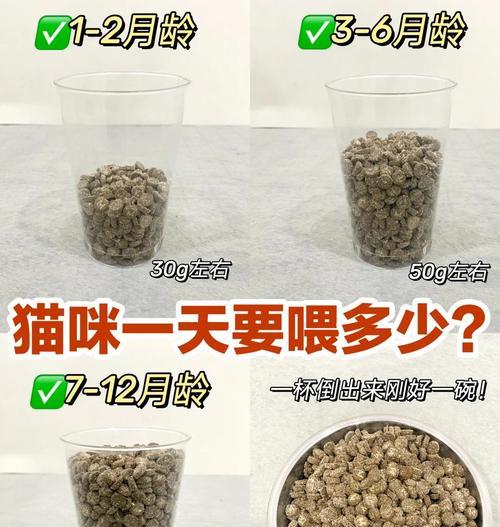 小猫吃成猫猫粮是否可行(让小猫吃成猫猫粮需要注意些什么) 小猫吃成猫猫粮是否可行(让小猫吃成猫猫粮需要注意些什么)