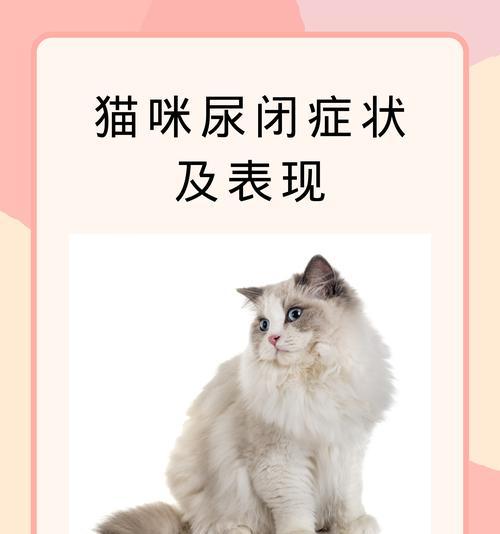 猫频繁尿的原因及治疗方法(探讨猫咪频繁尿的原因和如何有效治疗) 猫频繁尿的原因及治疗方法(探讨猫咪频繁尿的原因和如何有效治疗)