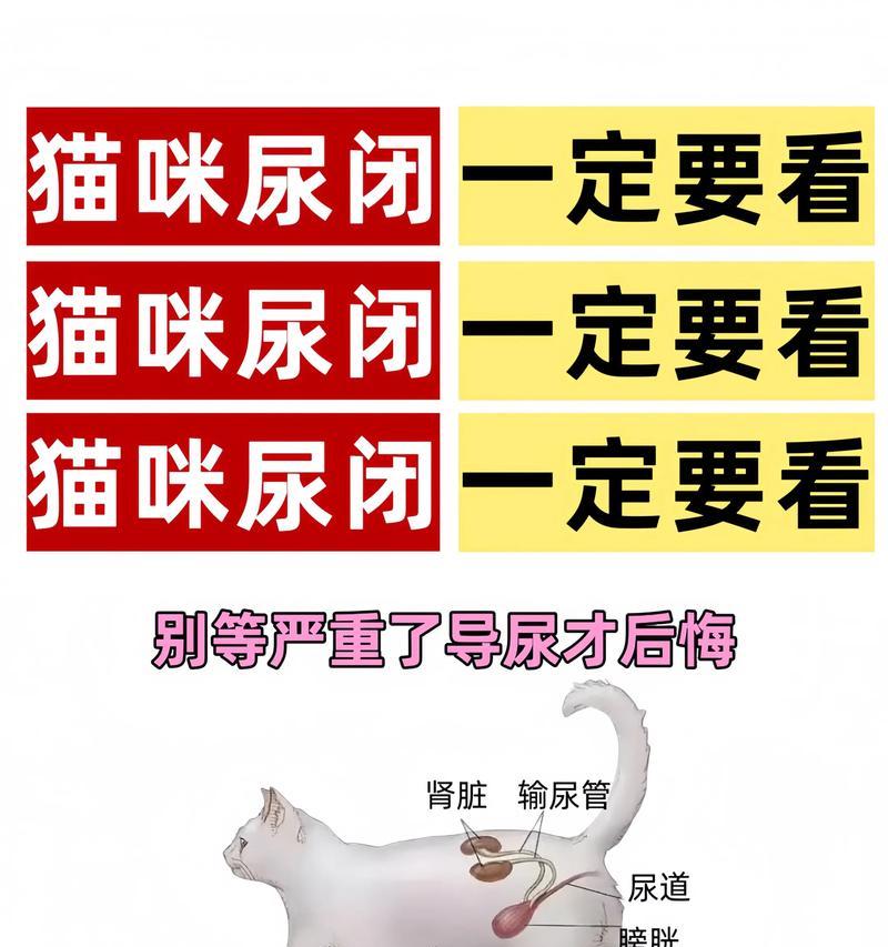 猫频繁尿的原因及治疗方法(探讨猫咪频繁尿的原因和如何有效治疗) 猫频繁尿的原因及治疗方法(探讨猫咪频繁尿的原因和如何有效治疗)