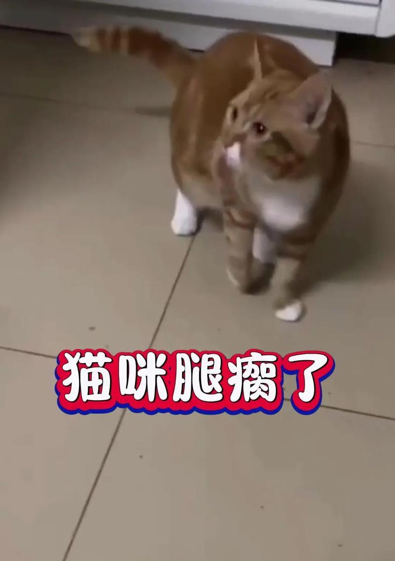 猫咪走路倒下，如何保护宠物的健康（探讨猫咪走路倒下的原因及预防方法）
