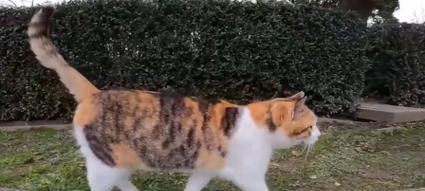 猫咪走路倒下，如何保护宠物的健康（探讨猫咪走路倒下的原因及预防方法）