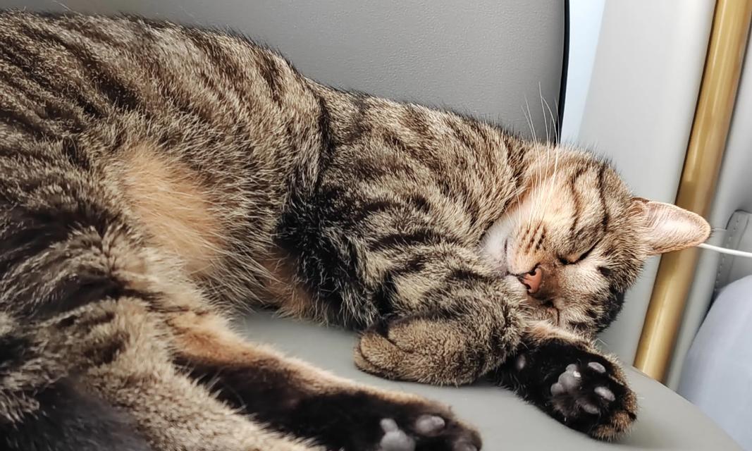 如何训练猫自己睡觉(让宠物拥有健康睡眠的秘诀) 如何训练猫自己睡觉(让宠物拥有健康睡眠的秘诀)