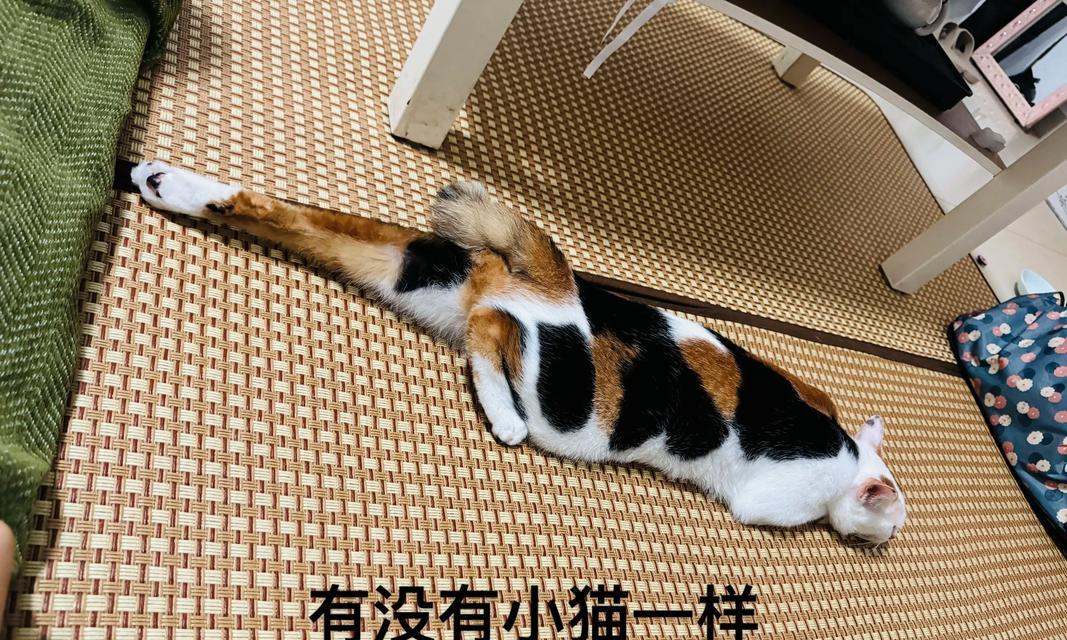 如何训练猫自己睡觉（让宠物拥有健康睡眠的秘诀）