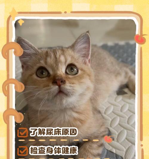 如何让宠物猫不再藏身床底(使用有效的方法来控制猫咪隐藏行为) 如何让宠物猫不再藏身床底(使用有效的方法来控制猫咪隐藏行为)