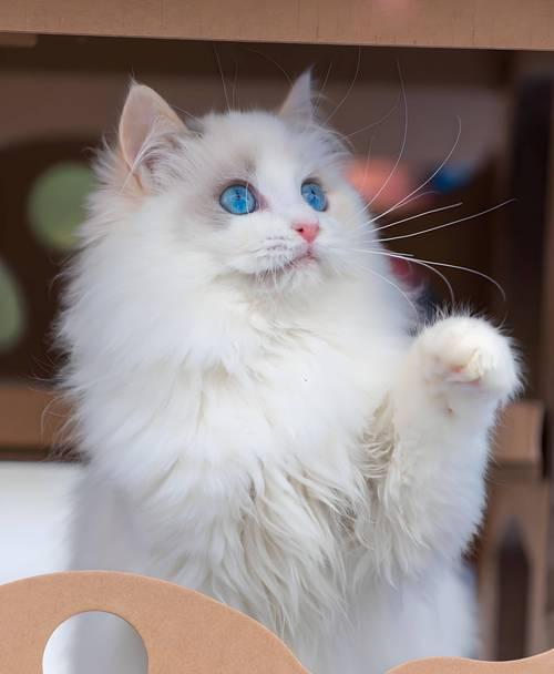 如何让宠物猫不再藏身床底(使用有效的方法来控制猫咪隐藏行为) 如何让宠物猫不再藏身床底(使用有效的方法来控制猫咪隐藏行为)