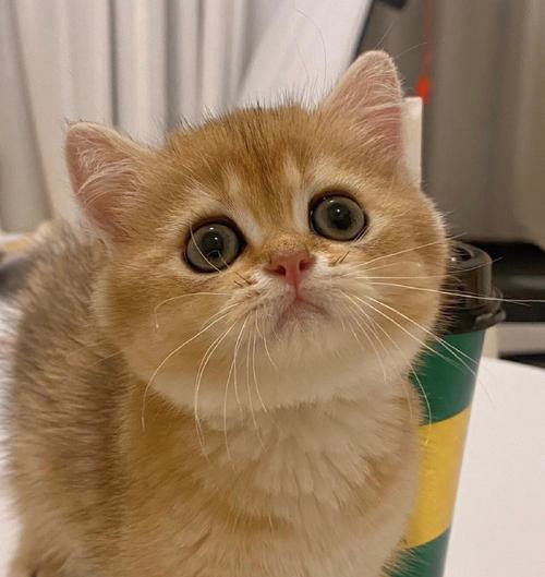 以蓝钻猫砂红标萌宠为主题的宠物养护指南（选择合适的猫砂）