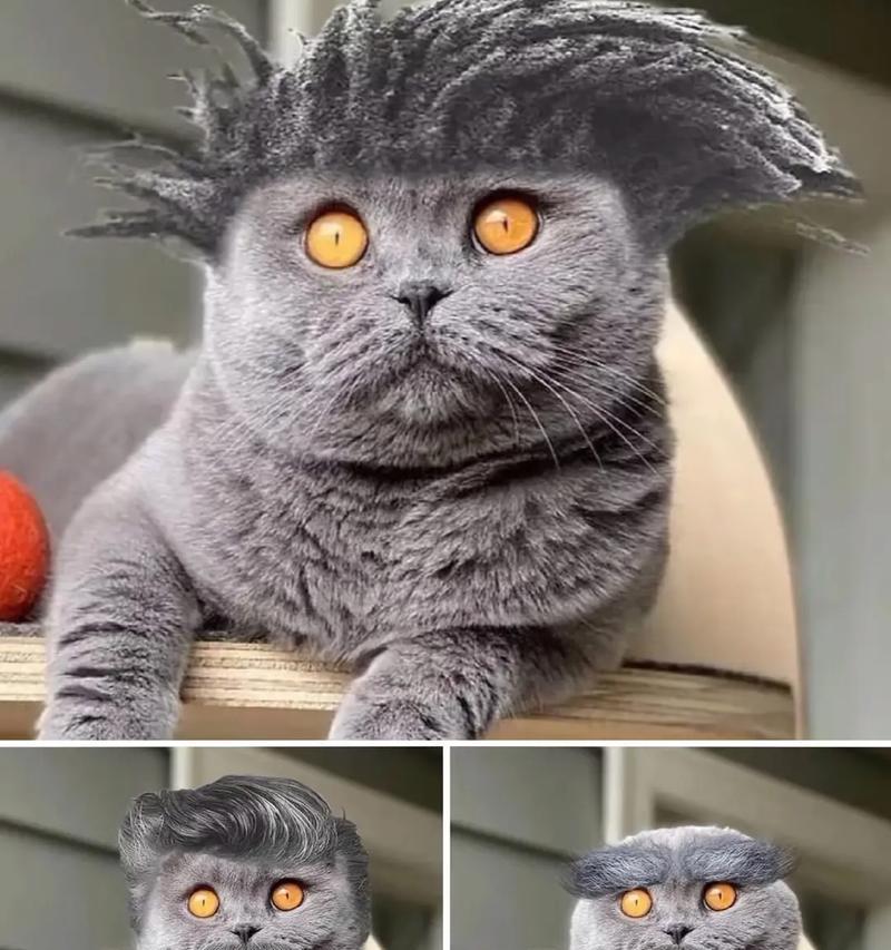 以蓝钻猫砂红标萌宠为主题的宠物养护指南(选择合适的猫砂) 以蓝钻猫砂红标萌宠为主题的宠物养护指南(选择合适的猫砂)