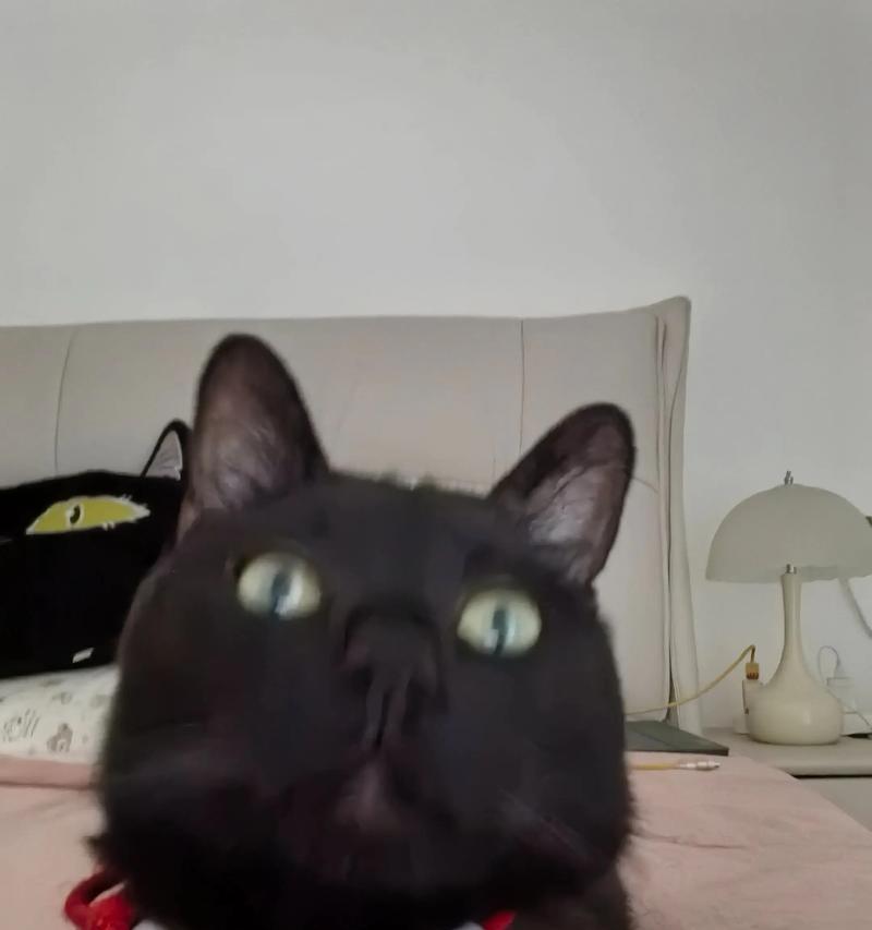 揭秘宠物猫身上掉落的黑色物质（探究黑色物质的成分和产生原因）