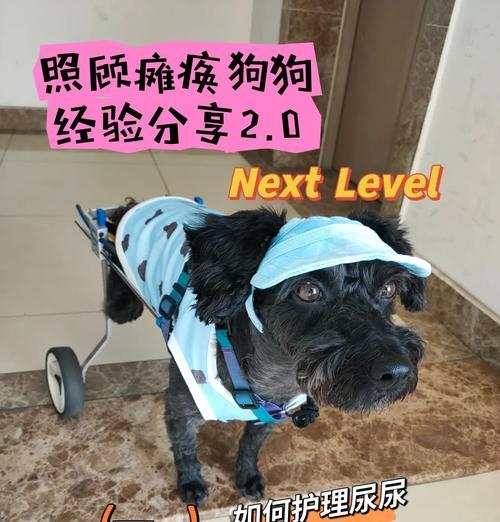 狗狗瘫痪出现问题，如何治疗（如何恢复宠物健康）